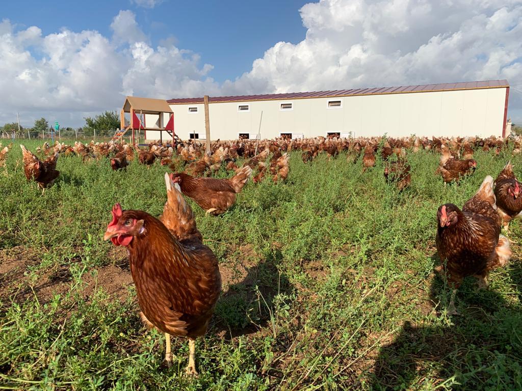 Doğal ortamda yetiştirilen tavuklar